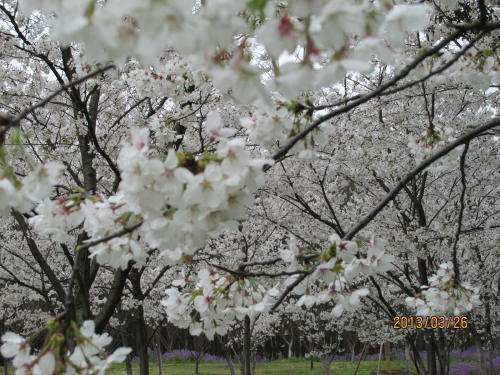 昨年葉桜になったので今年は早目に上海へ来たが日本と同様に更に開花が早まりました。北部の楊浦区の黄浦江沿いにある広大な上海共青森林公園にやって参りました。共青森林公園には中日友好紀念林があり桜も植えられているそうです。中国では花海棠が最も好まれていて沢山植えられています。昨年は知らないで桜と勘違いして上海の桜は小さいと思ってました。また今話題の大気汚染のＰＭ2.5ですが数値は軽度の汚染（老人は長時間、外に出ないよう）となっていますが誰も気にしていません。マスクもしていません。ＰＭ2.5って何だ、即病気にならないだろう。公園では多くの老人が運動をしているのが現状です。<br />大気汚染指数は下記をご覧ください。<br />「上海市空気質量実時発布系統」<br />http://www.semc.gov.cn/aqi/home/Index.aspx<br />をクリックしてご覧下さい。<br />大気汚染は<br />「上海大気汚染・リアルタイムの大気質指標」<br />http://www.aqicn.info/city/shanghai/jp<br />をクリックしてご覧下さい。<br />２つの指数が違いますが私には解りません(中国式）<br />
