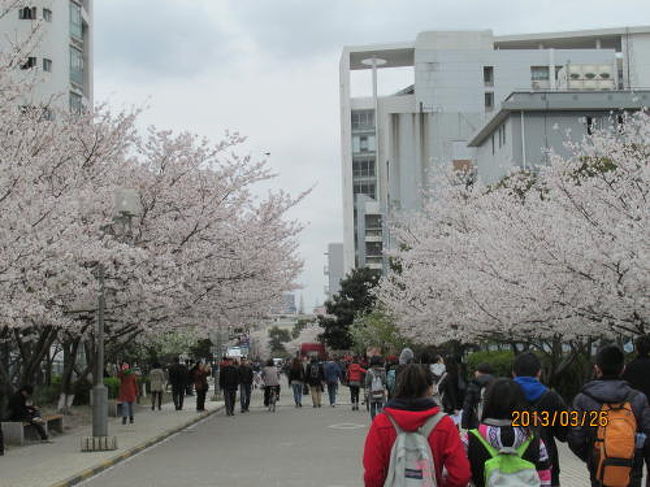 <br />昨年葉桜になったので今年は早目に上海へ来たが日本と同様に更に開花が早まりました。上海の友人から同済大学の桜並木が綺麗だと情報をもらいました。ついでに学食も美味しいから食べてみてと言われやって参りました。上海一の桜並木でした。<br /><br />中国では花海棠が最も好まれていて沢山植えられています。昨年は<br />知らないで桜と勘違いして上海の桜は小さいと思ってました。また<br />今話題の大気汚染のＰＭ2.5ですが数値は軽度の汚染（老人は長時間、<br />外に出ないよう）となっていますが誰も気にしていません。マスク<br />もしていません。ＰＭ2.5って何だ、即病気にならないだろう。公園<br />では多くの老人が運動をしているのが現状です。<br /><br /><br />「上海市空気質量実時発布系統」<br />http://www.semc.gov.cn/aqi/home/Index.aspx<br />をクリックしてご覧下さい。<br />大気汚染は<br />「上海大気汚染・リアルタイムの大気質指標」<br />http://www.aqicn.info/city/shanghai/jp<br />をクリックしてご覧下さい。<br />２つの指数が違いますが私には解りません(中国式）<br />