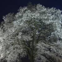 わに塚のサクラと武田家ゆかりの韮崎・甲府の街歩き（一日目）～青空の桜は残念ながら見れず、夜桜を楽しみました～