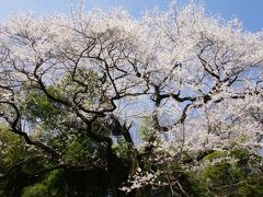 北本でサクラを巡る旅　～石戸蒲ザクラと北本自然公園のエドヒガンザクラを訪ねました～