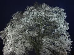 わに塚のサクラと武田家ゆかりの韮崎・甲府の街歩き（一日目）～青空の桜は残念ながら見れず、夜桜を楽しみました～