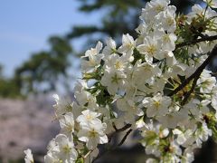 2013　お花見・夙川公園の桜