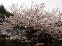みやじま雛めぐりと満開の桜