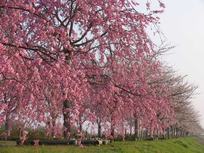 毎年一度は「おの桜づつみ回廊」に行くのが恒例となり、今年はいつ行くの？週末は天気悪いし・・・ということで「今日でしょう」ということになり、早朝、家を出る。<br />粟田大橋の近くから片道4ｋｍの堤防沿いに桜並木や桜のトンネルが延々と続いている。<br />途中芝桜とか菜の花とか寄り道したので１０ｋｍくらい歩いたのではないか。<br />近くの人の話では７日の日曜日に往復８ｋｍのコースを歩く催しがあって、多くの人が参加するようだが、天気を心配されていた。<br />