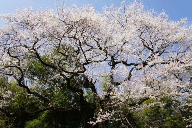 日本の五大桜の一つが埼玉県にあると知って、前々から気になっていたのですが、今年は思い切って行ってみました。蒲の冠者と呼ばれた、源頼朝の異母弟、源範頼ゆかりのさくら。現在の桜は、実は二代目なので、五大桜にしては迫力はイマイチでしたが、それなりの雰囲気は伝わります。<br />近くに、エドヒガンザクラの大木もあって、こちらは今が満開。ひょろひょろっと高い木の上に花をつけて、こちらも独特の雰囲気。ちょっと地味かもしれませんが、課題を解決して、すっきりした旅になりました。