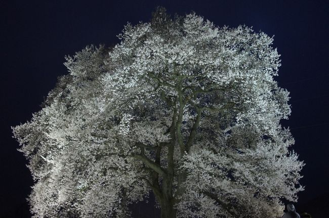 わに塚の桜は、韮崎駅から歩きました。途中、願成寺など、武田信玄の武田家のルーツに因む見所を訪ねながら行ったので、遠さは感じませんでしたが、やはり一時間近くはかかると思います。わに塚は、「王仁塚」とも書かれていましたが、日本武尊の王子武田王の墓という言い伝えから。<br />樹齢300年、樹高17mのこんもりしたエドヒガンザクラは、ぽつんと立っていて、けなげな雰囲気。昼は天気が悪かったので、ライトアップまで待って、夜のサクラも楽しみました。<br />