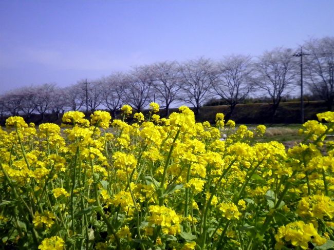 やっと三重の山奥にも爛漫の春が訪れたようです。<br /><br />モータリゼーション来る以前の時代、庶民の旅路であっただろう、旧初瀬街道の春爛漫を探してみた。<br /><br />心地よい春の風を受けながら、ふと閃いた危険な考え；<br />「奈良の正倉院から中国大陸に渡り、中国シルクロードの玄関＝西安へ、そこから森と泉のオアシス＝キルギスタンまでサイクリングできたら、、、なあ〜」<br /><br />自転車を走らせながらそんな妄想に駆られる、春の一日であった。<br /><br />