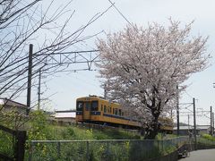 さくら満開と福塩線が、よく合うんだよね。（横尾駅周辺）