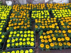 宮崎県立青島亜熱帯植物園から宮崎空港