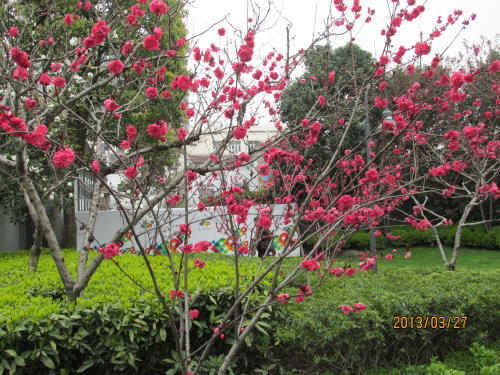 昨年葉桜になったので今年は早目に上海へ来たが日本と同様に更に開花が早まりました。上海駅の南、蘇州河の南は上海の中心部、ここに静安雕塑公園があります。名前の通り沢山の芸術作品が飾られています。散歩しながら芸術鑑賞をして下さい。<br /><br />中国では花海棠が最も好まれていて沢山植えられています。昨年は知らないで桜と勘違いして上海の桜は小さいと思ってました。また今話題の大気汚染のＰＭ2.5ですが数値は軽度の汚染（老人は長時間、外に出ないよう）となっていますが誰も気にしていません。マスクもしていません。ＰＭ2.5って何だ、即病気にならないだろう。公園では多くの老人が運動をしているのが現状です。<br /><br /><br />大気汚染指数は下記をご覧ください。<br />「上海市空気質量実時発布系統」<br />http://www.semc.gov.cn/aqi/home/Index.aspx<br />をクリックしてご覧下さい。<br /><br />「上海大気汚染・リアルタイムの大気質指標」<br />http://www.aqicn.info/city/shanghai/jp<br />をクリックしてご覧下さい。<br />２つの指数が違いますが私には解りません(中国式） <br />
