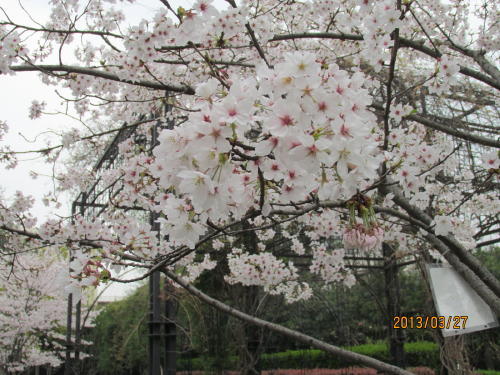 昨年葉桜になったので今年は早目に上海へ来たが日本と同様に更に開花が早まりました。地下鉄１０号線新天地駅から行って復興公園を散策して北側の准海中路の陝西南路駅に行きました。この地域はフランス租界の中心部で最初はフランス公園と呼ばれました。古い歴史を持ち租界時代にはパリ祭も行われたそうです。その後民国になった時に復興公園に変わりました。園内にはクラブやバー、カラオケなどがあり、夜の公園は様変わりします。<br /><br />中国では花海棠が最も好まれていて沢山植えられています。昨年は知らないで桜と勘違いして上海の桜は小さいと思ってました。また今話題の大気汚染のＰＭ2.5ですが数値は軽度の汚染（老人は長時間、外に出ないよう）となっていますが誰も気にしていません。マスクもしていません。ＰＭ2.5って何だ、即病気にならないだろう。公園では多くの老人が運動をしているのが現状です。<br /><br />大気汚染指数は下記をご覧ください。<br />「上海市空気質量実時発布系統」<br />http://www.semc.gov.cn/aqi/home/Index.aspx<br />をクリックしてご覧下さい。<br /><br />「上海大気汚染・リアルタイムの大気質指標」<br />http://www.aqicn.info/city/shanghai/jp<br />をクリックしてご覧下さい。<br />２つの指数が違いますが私には解りません(中国式） 