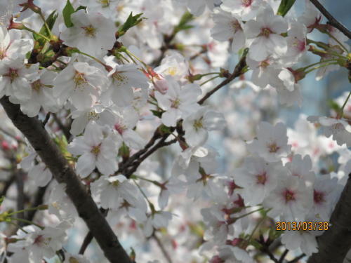 上海の魯迅公園・2013年春・桜