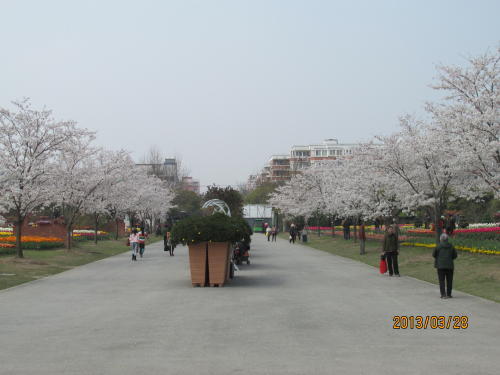 上海の羅城路・上海植物園・１３年春