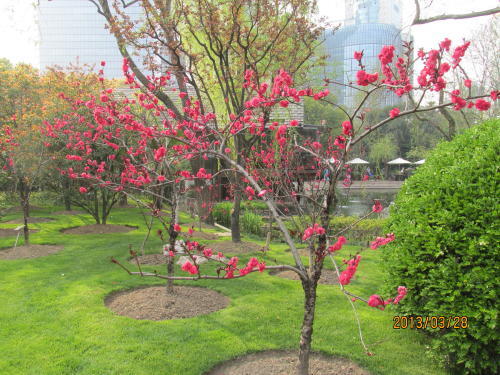 昨年葉桜になったので今年は早目に上海へ来たが日本と同様に更に開花が早まりました。南京西路の静安寺の向かいにある静安公園へいきました。繁華街の真中にあるお寺です。静安公園の地下はショッピングセンターの伊美時尚服飾礼品購物広場です。桜は見当たりませんでしたがここには八景園と言う箱庭があります。八景園は静安寺建立時（１７００年前）にあったこの地の八景を静安公園内に縮小再現したものです。江南の庭園がこの中に納まっています。竹林、池、小川、九曲橋、岩山、洞窟、城壁、涌泉、石碑、檜古木、芦古渡、東屋、が組み込まれています。真ん中にテーブルと椅子を出して景色を眺めながらお茶が楽しめます。繁華街の真中でたった二元で憩いのひと時を得られるのはお得です。お茶はポットでくれるので何杯でも飲めます。<br /><br />中国では花海棠が最も好まれていて沢山植えられています。昨年は知らないで桜と勘違いして上海の桜は小さいと思ってました。また今話題の大気汚染のＰＭ2.5ですが数値は軽度の汚染（老人は長時間、外に出ないよう）となっていますが誰も気にしていません。マスクもしていません。ＰＭ2.5って何だ、即病気にならないだろう。公園では多くの老人が運動をしているのが現状です。<br /><br />大気汚染指数は下記をご覧ください。<br />「上海市空気質量実時発布系統」<br />http://www.semc.gov.cn/aqi/home/Index.aspx<br />をクリックしてご覧下さい。<br /><br />「上海大気汚染・リアルタイムの大気質指標」<br />http://www.aqicn.info/city/shanghai/jp<br />をクリックしてご覧下さい。<br />２つの指数が違いますが私には解りません(中国式）