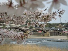 【サクラ】錦帯橋