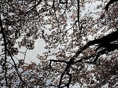 ★２０１２年　亀ヶ森牧場の一本桜とその周辺