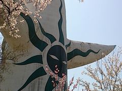桜満開の万博公園と国立民族学博物館
