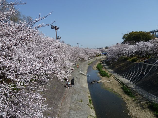 　〜やっぱ　桜は青空の下が一番！〜　<br />例年のように、桜の名所山崎川を散策しました。<br />　<br />桜は毎年咲くけれど、花の命は短くて・・<br />　<br />ぱっと咲いて、ぱっと散るのが日本人好みだそうですが、青空の下で咲く桜はとっても綺麗。<br />　<br />静かに楽しむも良し<br />にぎやかに楽しむのも良し<br />　<br />でも、山崎川河畔では宴会はありません。<br />地元の方の要望でしょうね。<br />　<br />おかげで静かに花が楽しめます。<br />　