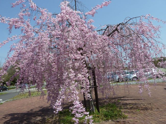 　〜桜を求めて三連発は平和公園へ〜　<br />名古屋の桜の名所めぐり最後は平和公園です。<br />　<br />花散らしの風が吹いてしまいましたので、あまり期待はしてなかったのですが・・<br />　<br />　<br />しだれ桜が超満開！(^｡^)<br />　