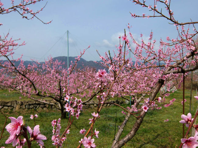 青春１８切符　第４弾　山梨県へ桃の花や根津記念館を訪ねます。<br /><br />　山梨駅からレンタサイクルで桃の畑を遊び根津記念館へ<br /><br />　　走るなんてもったいない　写し　写し、、でしたから<br /><br />　　　　遊ぶと言う言葉にしました。<br /><br />山梨市観光協会<br />http://www.yamanashishi-kankou.com/