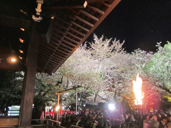 今年2013年は桜の開花が予想以上に早かったので、この分だと夜桜能のときには桜がないのぅになるかもしれないと、覚悟していました。<br />しかも、前日は雨で、当日も午後まで強風警報が発令されたほどの荒天。<br />会場が雨天時の日比谷公会堂になってしまう可能性もありました。<br />幸い、会場決定時までに天気が好転したので、予定どおり靖国神社で行われることになりましたが、最寄りの九段下駅を出てすぐの参道も、去年と違って桜まつりはとっくに終わっていて、真っ暗で、ひとけがなく、寂しい限りでした。<br /><br />ところが、ところが。<br />靖国神社の能舞台を囲む夜桜は、思いがけず十分華やかでした。<br /><br />よく見たら、花はだいぶ散っていました。葉桜といってよいくらいでした。<br />あとで撮った写真ら見てみたら、肉眼よりそれは如実でした。<br />昼間、桜を期待して眺めたとしたら、がっかりしたでしょう。<br /><br />だけど、夜のライトアップのもとでは、あらあらステキ、これぞ、夜桜マジック！！<br />十分に夜桜能という気分に浸れる会場でした。<br />ときどきはらはらと能舞台に舞った桜の花びらも風情がありました。<br /><br />今年は桜が満開の週末は天気に恵まれず、まともな花見が出来ずに終わってしまいました。<br />なので、これもかろうじて恵まれた桜の撮影チャンスと思えば、撮らずにはいられませんでした。<br /><br />今回は、会場に向かうのがぎりぎりのタイミングになってしまったので、写真が撮れたのは休憩時間からです。<br />空はすでに漆黒の闇。いや、ぽつりぽつりと星が見えていました。<br />でも、初めての靖国神社での夜桜能の去年が、まだ日没間もない青い夜空のもとで写真が撮れたので、今回はそれとバージョンが違うことになり、ちょうど良かったです。<br /><br />＜今回の演目＞<br />舞囃子「安宅」<br />狂言「文荷」<br />能「船弁慶」<br /><br />初めての靖国神社で初めて夜桜能を観劇したときの旅行記<br />2012年４月４日<br />「かろうじて桜が見られた初めての夜桜能───初めての靖国神社は夜の能舞台観劇前に」<br />http://4travel.jp/traveler/traveler-mami/album/10658453/<br /><br />国立能楽堂の写真を収めた旅行記はこちら。<br />2010年11月19日<br />「ベールを脱いだ能舞台にワクワク@───能・狂言鑑賞に初チャレンジ！」<br />http://4travel.jp/traveler/traveler-mami/album/10522513/<br /><br />夜桜能の公式サイト<br />http://www.yozakura-noh.com/Pages/default.aspx<br />靖国神社 第21回奉納 夜桜能のページ<br />http://www.yasukuni.or.jp/news_detail.php?article_id=0071<br />