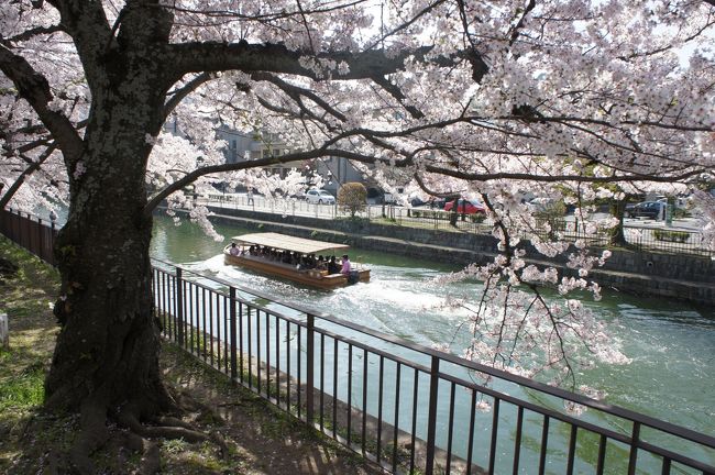 満開だぜ！！　２０１３　『平安神宮周辺の桜は満開♪♪明日は、雨予報なので行ってきました！！』　ＩＮ　平安神宮（作成中）