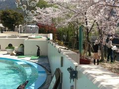 満開だぜ！！　２０１３　『平安神宮周辺の桜は満開♪♪動物と桜のコラボレーション！！』　ＩＮ　京都市動物園、琵琶湖疏水（作成中）