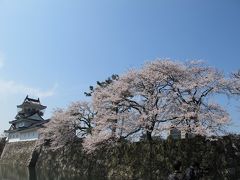 富山城の桜祭り