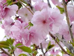 散りつつある、寺ヶ池公園の桜・２０１３年