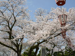 四国のサクラ（徳島・西部公園＆眉山）