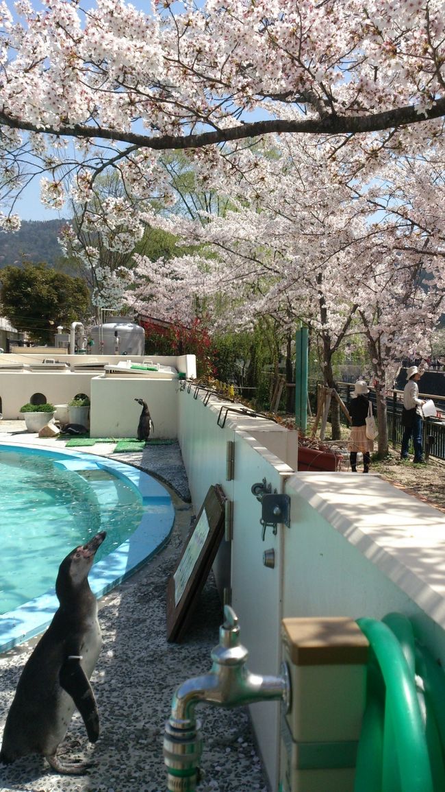 ２０１３年４月５日<br />明日が雨予報なので、今年の桜は見納めになりそうなので、いってきました。<br />kara<br />三条京阪の駐車場〜平安神宮〜琵琶湖疏水〜京都市動物園〜三条<br /><br />・京都市動物園・・・http://www5.city.kyoto.jp/zoo/<br /><br />（琵琶湖疏水〜京都市動物園編）<br />平安神宮周辺は、桜が満開でした。<br />平安神宮をでて、京都市動物園の前を通り、琵琶湖疏水の方へいきました。琵琶湖疏水も桜は満開でした。<br />琵琶湖疏水から、川沿いを歩くと、動物園桜がきれいにみえて、<br />キリンの姿がみえてので、迷ったもののなんか、いい写真が撮れそうな気がしたので、京都市動物園に行きました。<br />予感的中♪♪動物と桜のコラボレーションのいい写真が撮れました♪♪<br /><br />ＴＯＰ写真：ペンギンが桜の花びらが舞い散ると食べようとしてました。桜の花びらをナイスキャッチしていました！！(ムービーを撮りましたが載せれなくて残念です)<br /><br />