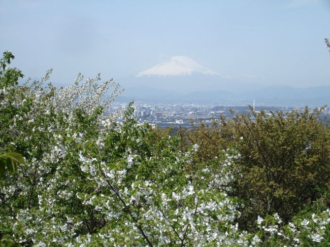 北鎌倉の裏手にある147ｍの六国見山。その昔伊豆、相模、武蔵、安房、上総、下総が見えたらしい。現在は富士山、丹沢、横浜のランドマークタワーまで良く見えました。<br />ハイキングコースは3コース。その中でも「大人の遠足BOOK-鎌倉・湘南・三浦を歩く2011年判」のガイドブックどおり、穴場の道を忠実に歩いてみました。<br />本の通りというものの、標識はなくこの本が無ければ無理な道ばかり。本があっても引き返すこと2回。<br />でもやっと着いて頂上からは富士山がばっちり見えました。本当に『桜咲く季節に訪れたい穴場の絶景地』でした。