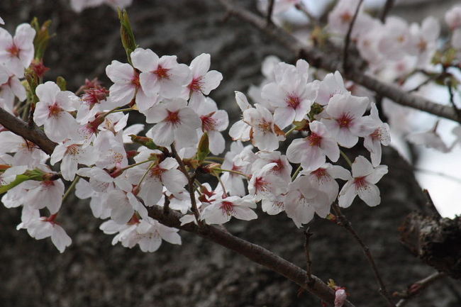 潮来市権現山公園で花見＆バードウォッチングを楽しみました。<br /><br />表紙写真は、権現山公園の桜。<br /><br />※ 2017.01.24 位置情報登録