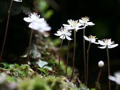 車で滋賀 ★甲賀の里山に咲く春の花　バイカオウレン・ユキワリイチゲ　＃500