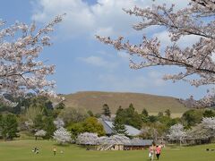293 桜満開の奈良公園と散り初めの氷室神社