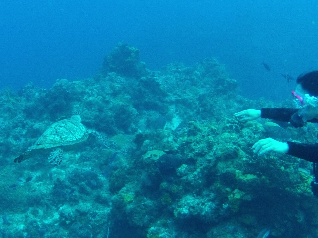 コスメルでのダイビング2日目はColombia ReefとPalancar Reefです。<br />最初のColombia Reefではダイブ直後に下を見たら大きな海亀が！でも左手は一気に１８ｍ位まで潜水する為BCDから排気中で右手は耳抜きの為に鼻の所、カメラはポケットの中！　ウーン残念！<br />でも上がる前にピックアップ用の黄色いエアフロートを放出して安全停止をしていたら、体長４０ｃｍ弱の小亀がやって来て遊んでくれました。<br />ウミガメの動画はこちら<br />http://youtu.be/Ts4CTj3uCk0<br /><br />