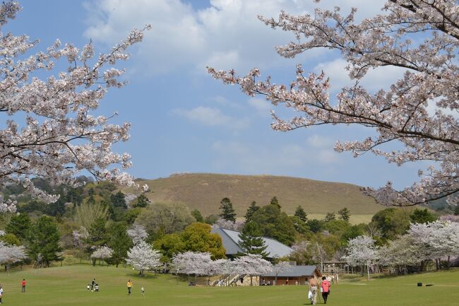 青空に白い雲、最高の天気。近鉄・奈良駅を出てすぐに柿の葉寿司（6個入り・760円）を買って、まずは飲み屋さんで話題になった氷室神社へ。ここは残念ながらほとんど散っていた。次に若草山に近い広い公園に。ここのソメイヨシノはこれ以上ない満開だった。家族づれで賑わっていた。明日の「まほろばフェスタ」（苺のあすかルビーなど名産の販売や催し）の準備でステージやテントが設営されていた。天気予報では土日に崩れそうなので、一日繰り上げて！！と言いたいほどの今日は良い天気。<br />　母子の鹿にも出会えてたくさん写真を撮ってきました。