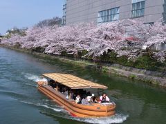 春の京都で満開の桜三昧