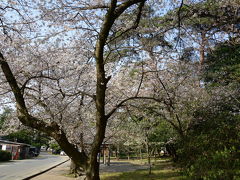 四国のサクラ（香川・琴弾公園）