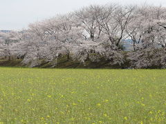 大和路の桜　2013年　藤原宮跡