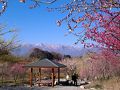 遠景に残雪の見える梅林公園