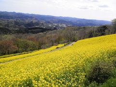 一面に広がる菜の花はマザー牧場の「春の風物詩」