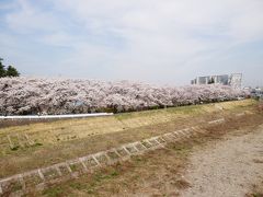 東京２０１３桜　【７】八王子