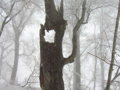 シーズン最後のスノーシュー　～玉原高原で自然界の輪廻を感じる～