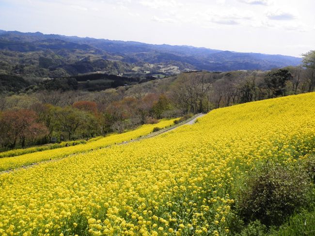 マザー牧場は房総半島の山々、東京湾、富士山など雄大な景色が見渡せる鹿野山(かのうざん)にあります。<br />四季折々、いろいろな花がビッグスケールに咲きます。<br />この時期は350万本もの菜の花が「花の大斜面・東」と「西」にまるで黄色のじゅうたんのように咲いています。<br /><br />