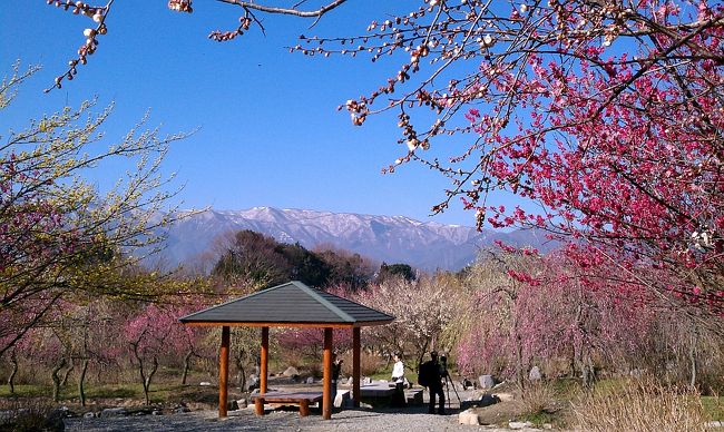 いなべ市藤原町にある梅林公園である。３月〜４月にかけて（開花状況による）「いなべ 梅まつり」が行われる。<br />出店も沢山出て賑わっていたが、圧巻は我ながら「絵はがきのような」遠景の残雪である。<br />近鉄本線から奥まったところにあるので、車でなければ「北勢線」と臨時バスを利用しないといけないが、<br />車なら、宿泊は近くの「六石高原ホテル」あたりが便利だろうか。<br />東名阪桑名インターから一時間程度なので、<br />さほど「山奥」でもないところで、これだけの景観が見られるのはいいんじゃないかと思ったのである。<br /><br /><br />