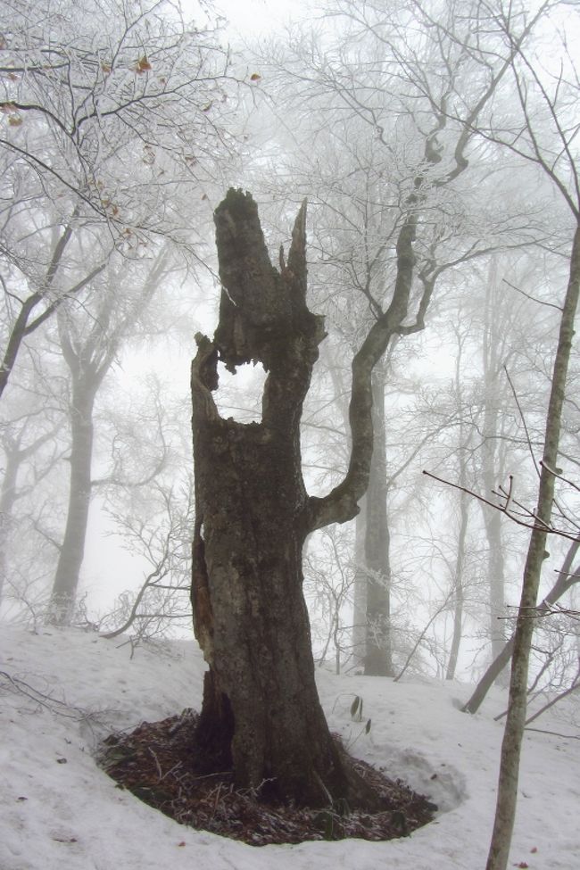 シーズン最後のスノーシュー　～玉原高原で自然界の輪廻を感じる～