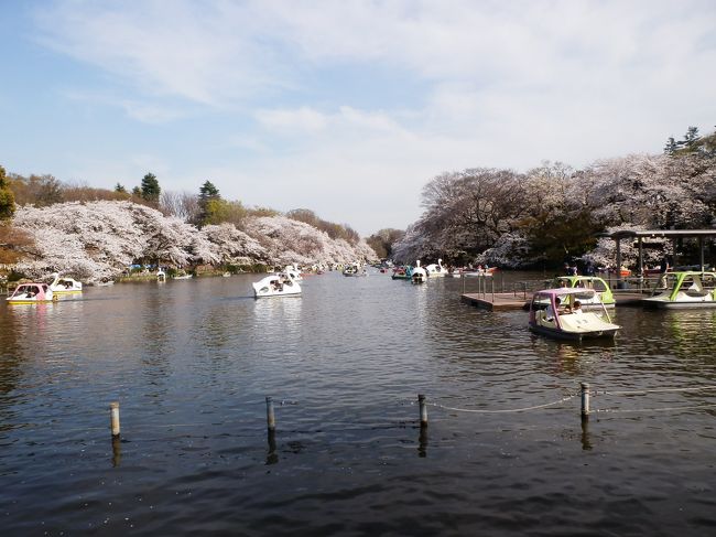 3月に入って急に例年以上に暖かくなったため、22日には都心では桜満開です。<br /><br />井の頭公園では都心よりも満開がやや遅いため、28日はまさに満開。池越しの桜並木の光景は最高でした。<br />