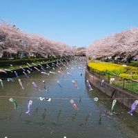 ギネスブックに載っている鯉のぼりと満開の桜/群馬・館林