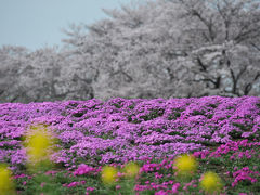 2013 館林茂林寺・トレージャーズガーデン